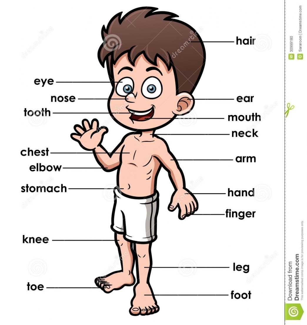 10 Body Parts 3 Letters
