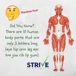Pin On Fun Facts